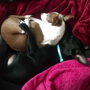 Meet your Posher, Shannon